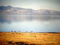 Afrc 00 352 Ocells al llac Manyara